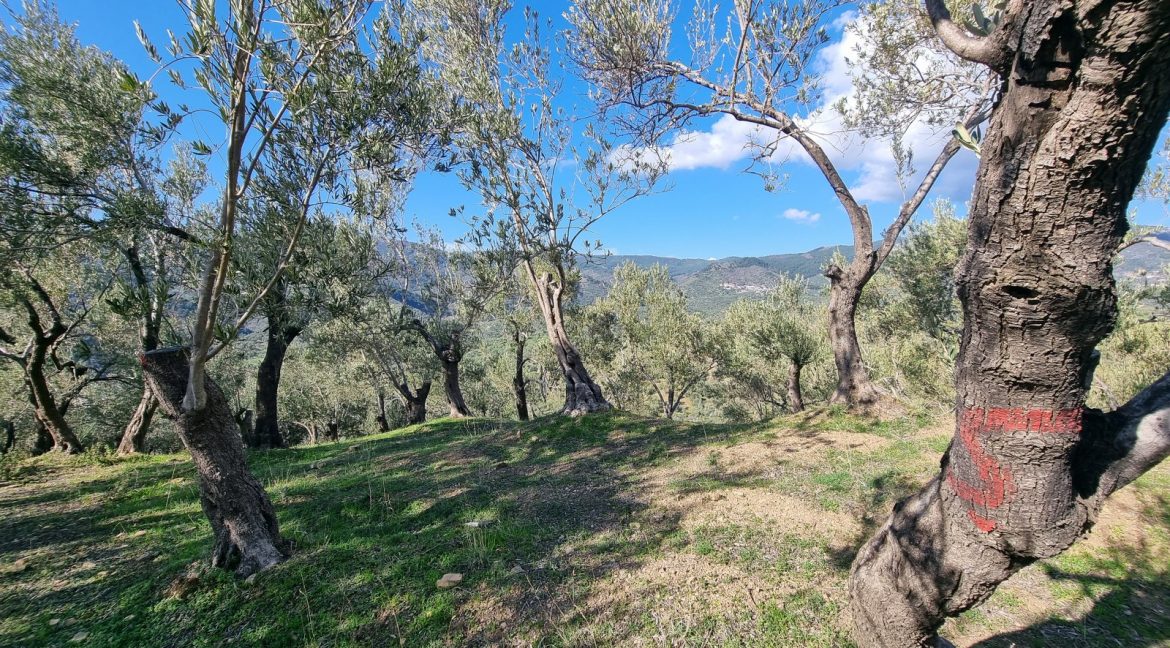 Adatepe Köyü'nde Satılık Zeytinlik (13)