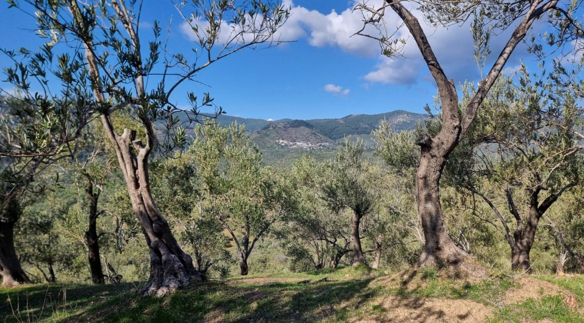 Adatepe Köyü'nde Satılık Zeytinlik (14)