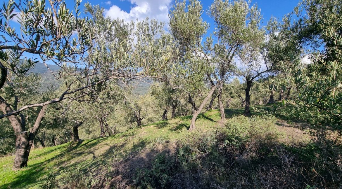 Adatepe Köyü'nde Satılık Zeytinlik (15)