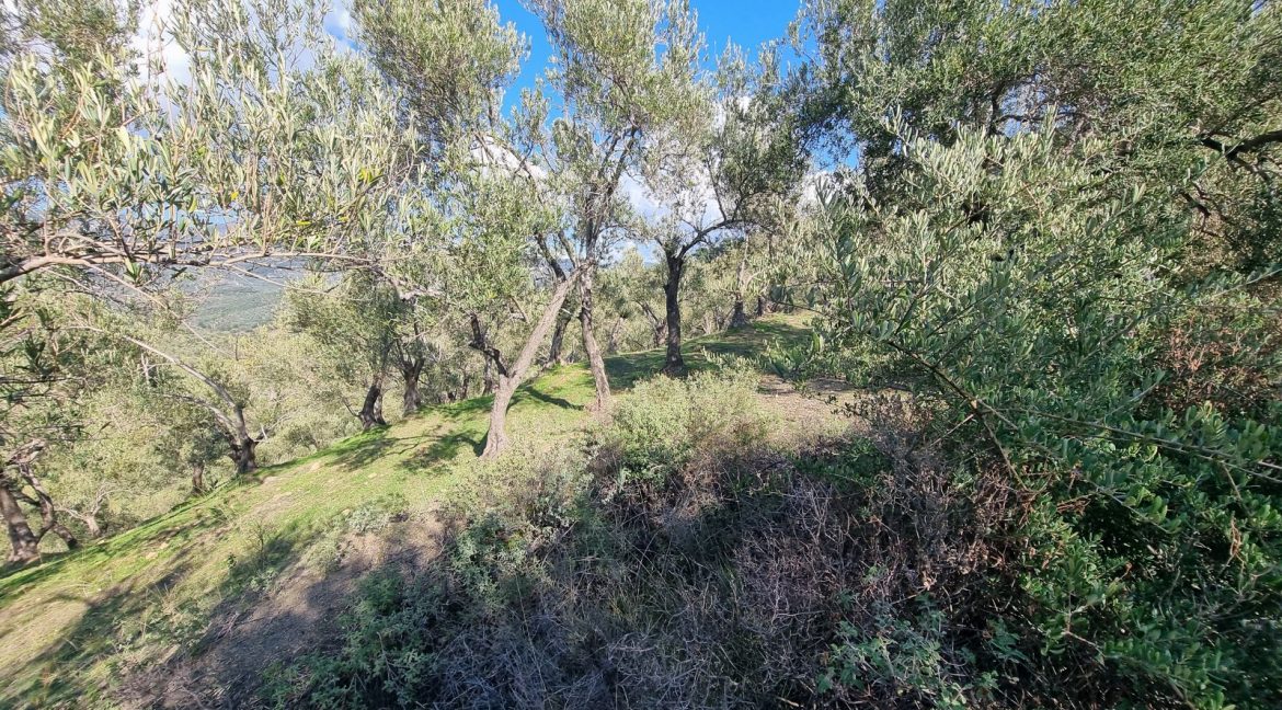 Adatepe Köyü'nde Satılık Zeytinlik (16)