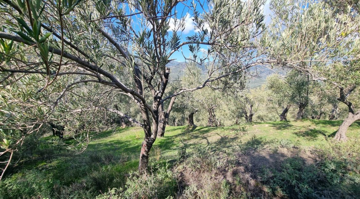 Adatepe Köyü'nde Satılık Zeytinlik (17)