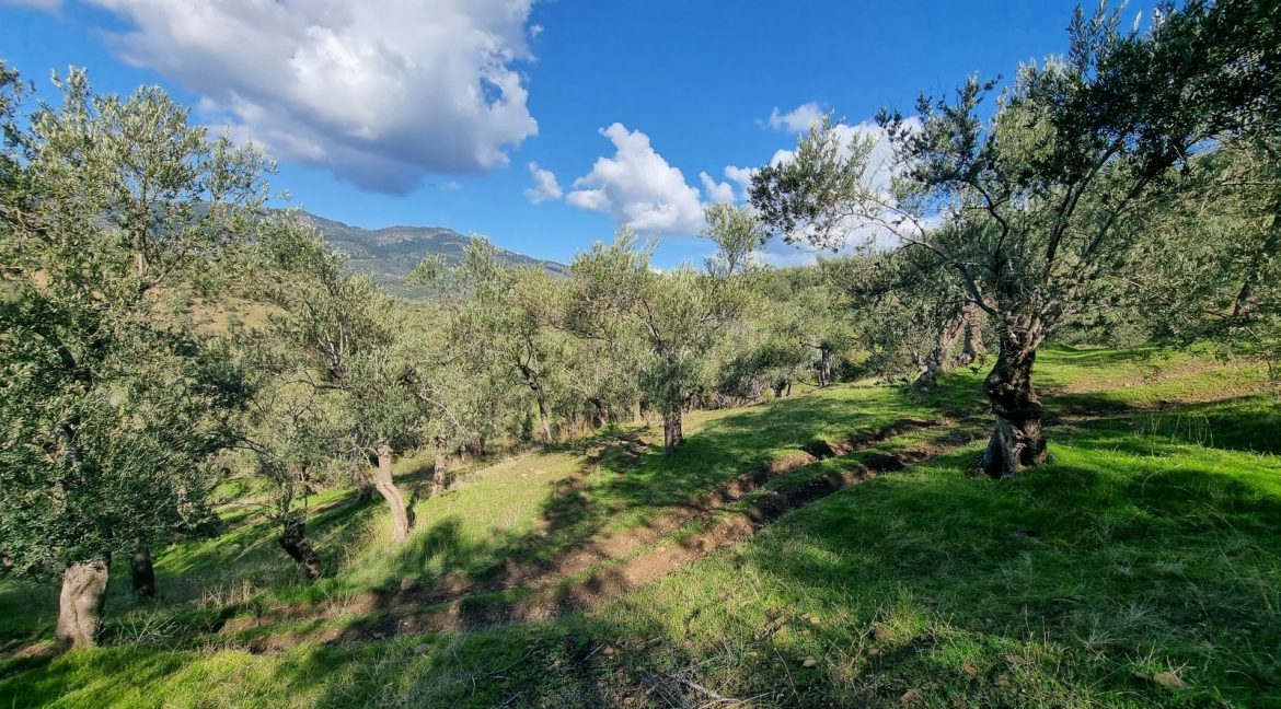 Adatepe Köyü'nde Satılık Zeytinlik (18)