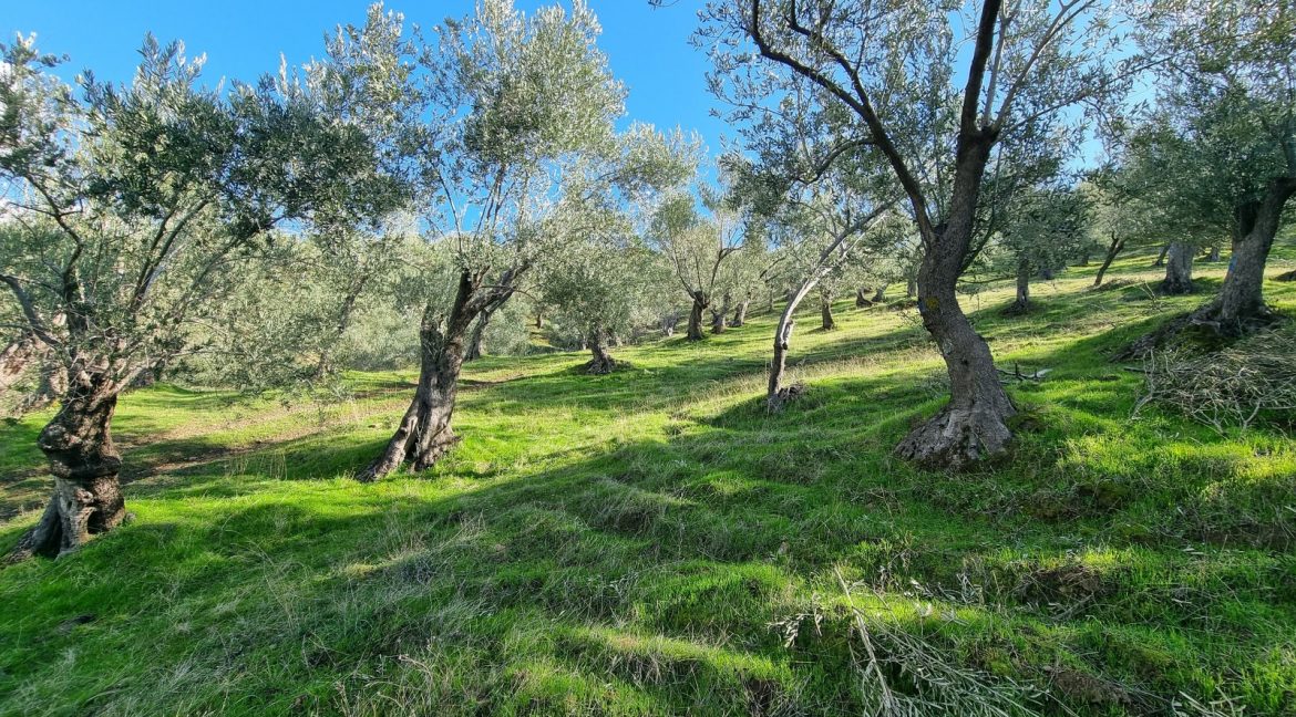 Adatepe Köyü'nde Satılık Zeytinlik (19)