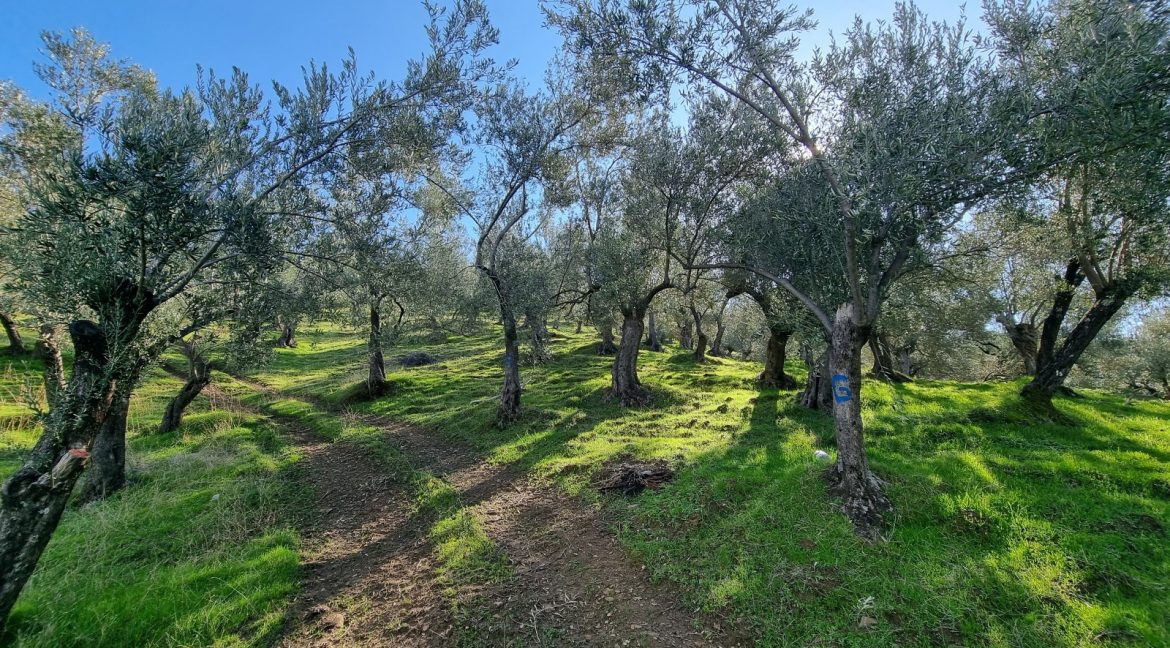 Adatepe Köyü'nde Satılık Zeytinlik (2)