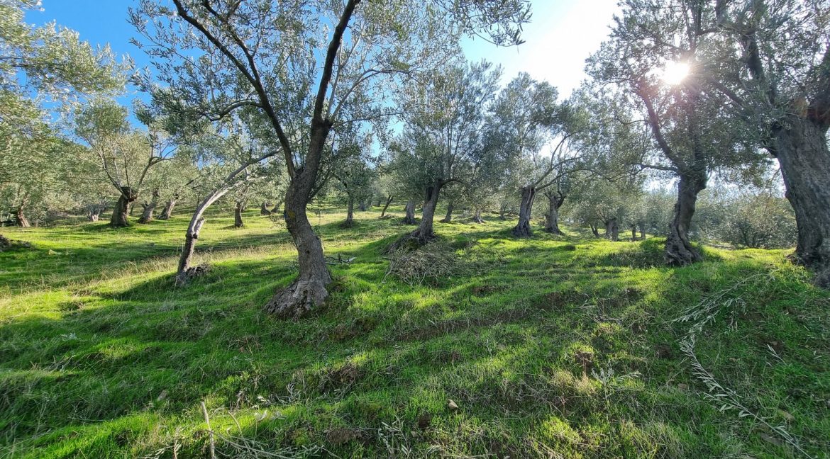 Adatepe Köyü'nde Satılık Zeytinlik (20)