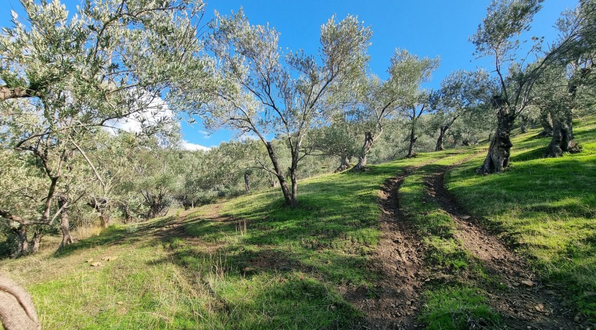 Adatepe Köyü'nde Satılık Zeytinlik (3)