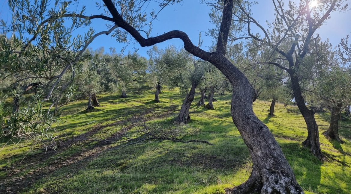 Adatepe Köyü'nde Satılık Zeytinlik (4)