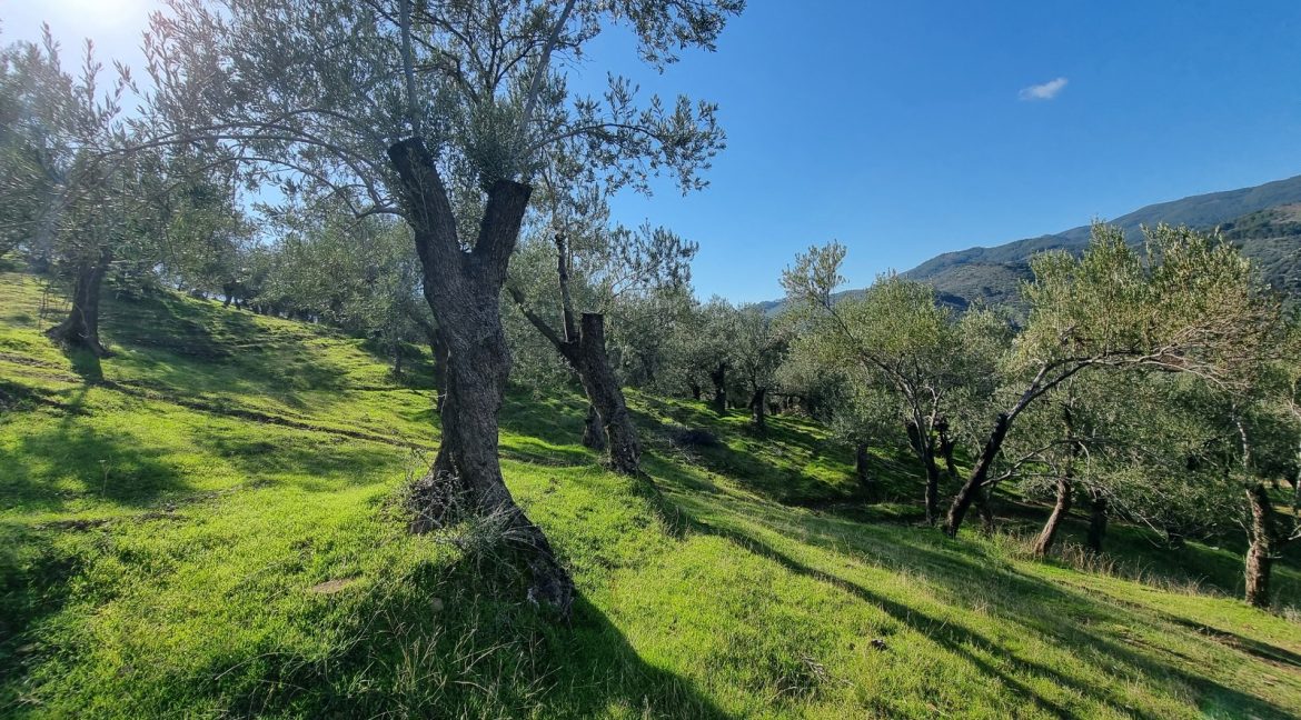 Adatepe Köyü'nde Satılık Zeytinlik (5)
