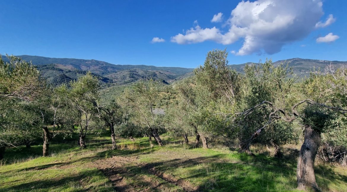 Adatepe Köyü'nde Satılık Zeytinlik (6)