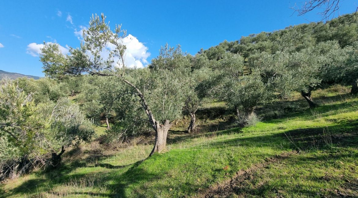 Adatepe Köyü'nde Satılık Zeytinlik (7)