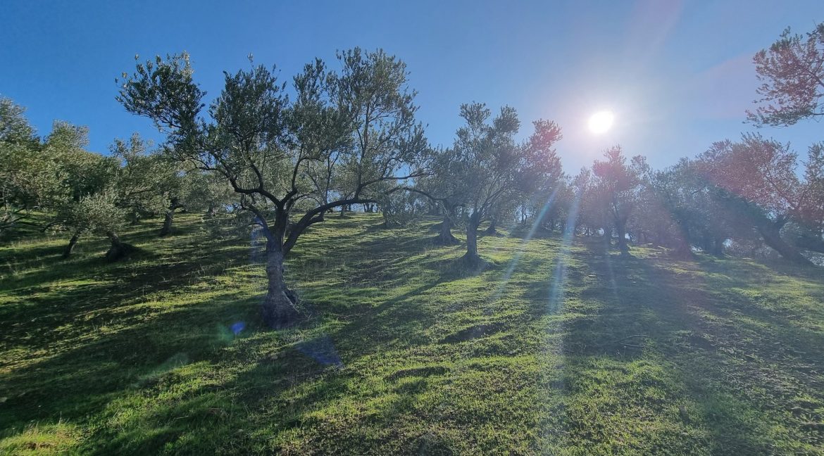 Adatepe Köyü'nde Satılık Zeytinlik (8)