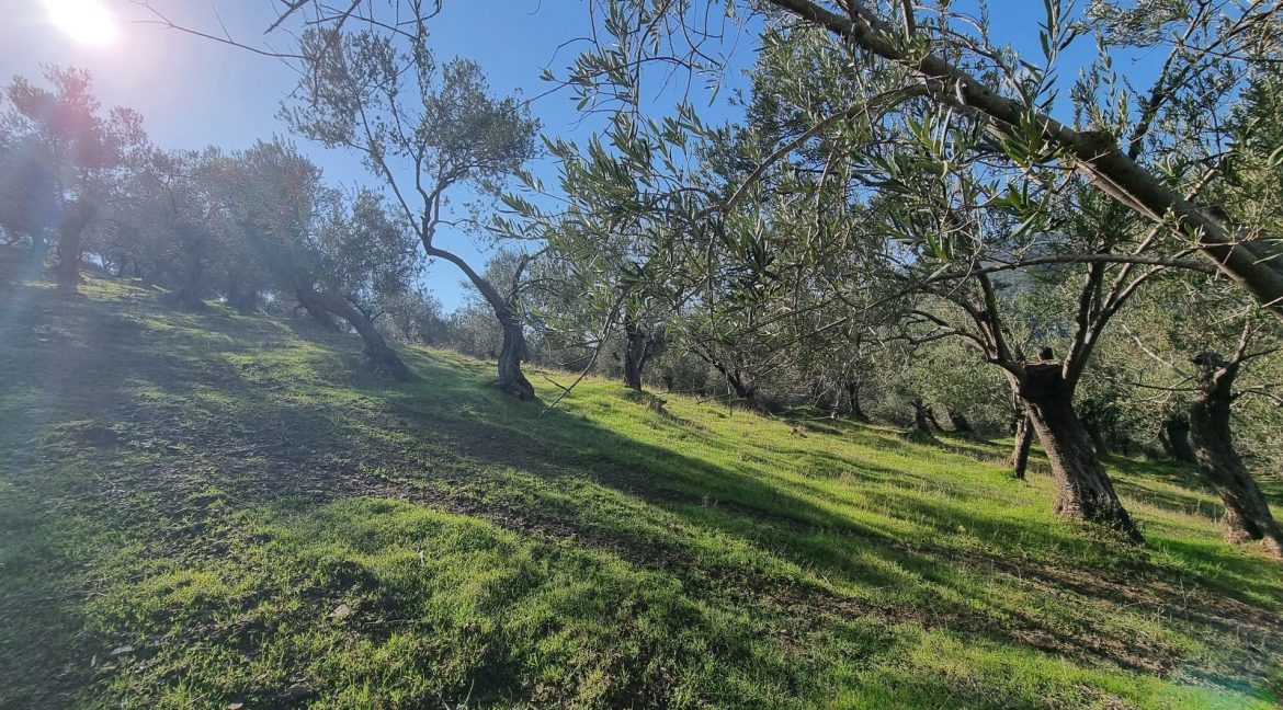 Adatepe Köyü'nde Satılık Zeytinlik (9)