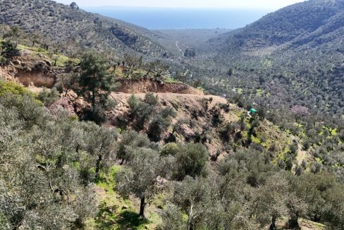 Nusratlı Köyü'nde Satılık Deniz Manzaralı Bakımlı Zeytinlik