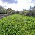 Assos Korubaşı Köyü'nde Satılık Yatırımlık Hobi Bahçesi