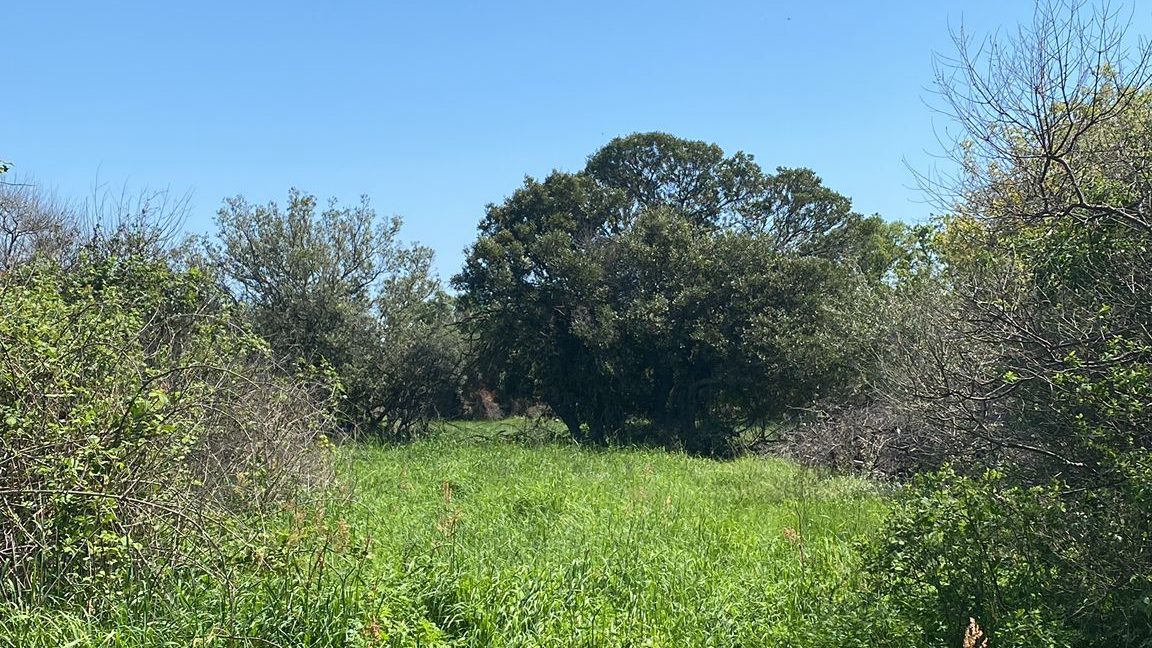 Assos Korubaşı Köyü'nde Satılık Yatırımlık Hobi Bahçesi (9)