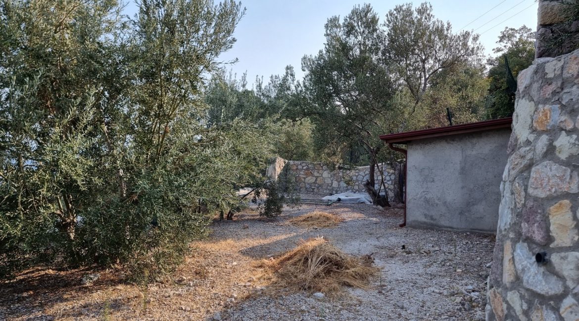 Sazlı Köyü'nde Satılık Elektriği, Suyu ve Taş Duvarları Olan Zeytinlik (66)