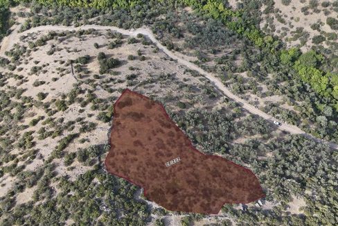 Tamış Köyü'nde Satılık Zeytinlik (2)