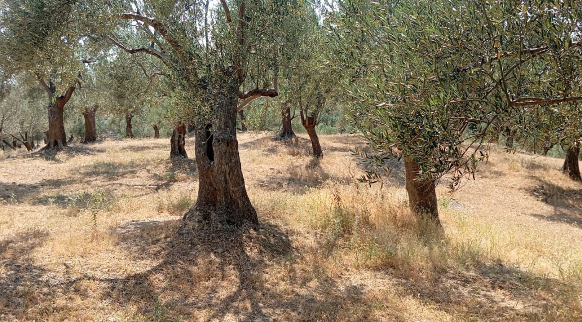 Adatepe Köyü'nde Satılık Zeytinlik (11)