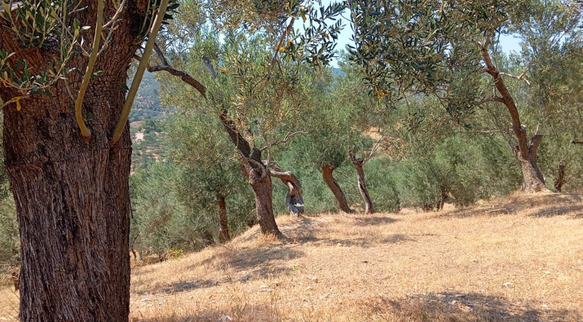 Adatepe Köyü'nde Satılık Zeytinlik