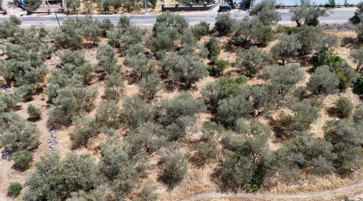 Kozlu Sahil Yoluna Cepheli 1543 m² Satılık Arazi (13)