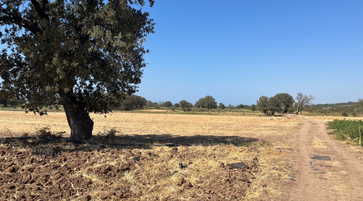 Kösedere Köyü'nde Satılık 2387 m² Tarla (2)