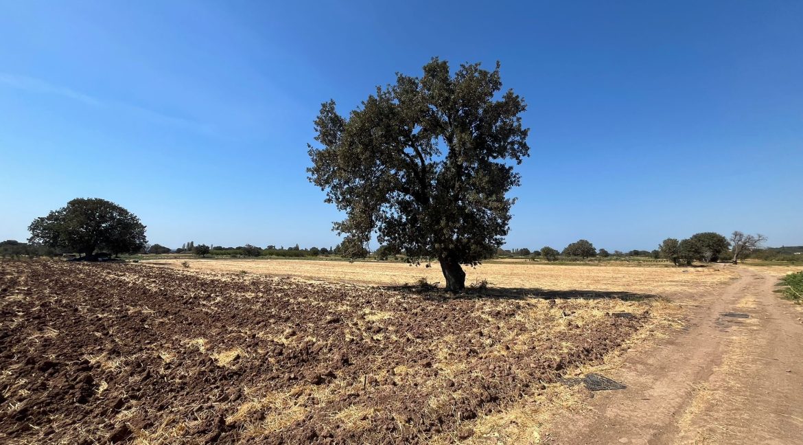 Kösedere Köyü'nde Satılık 2387 m² Tarla (9)