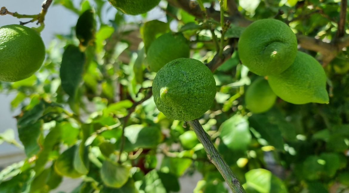 Narlı Sahili Ormancılar Sitesi'nde Satılık Tripleks (8)_1600x901