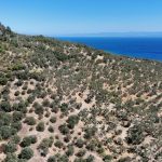 Nusratlı Köyü'nde Satılık 12 Dönüm Zeytinlik