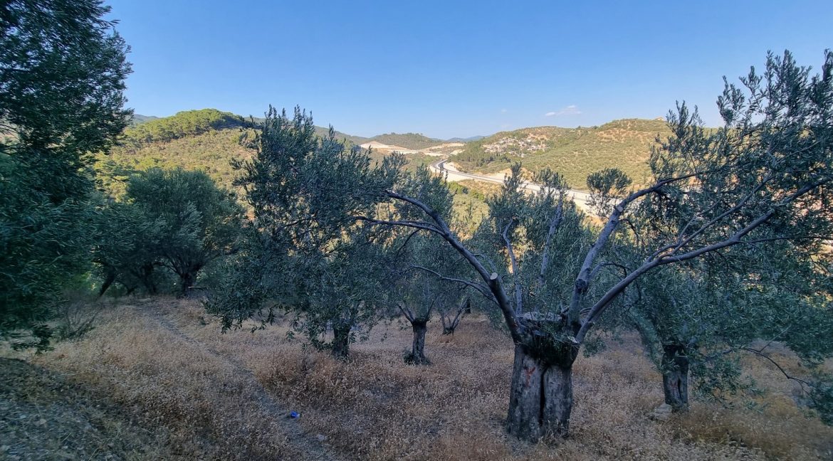 Yeilyurt Köyü'nde Satılık Köye Yakın Uygun Fiyatlı Zeytinlik (10)_1600x901