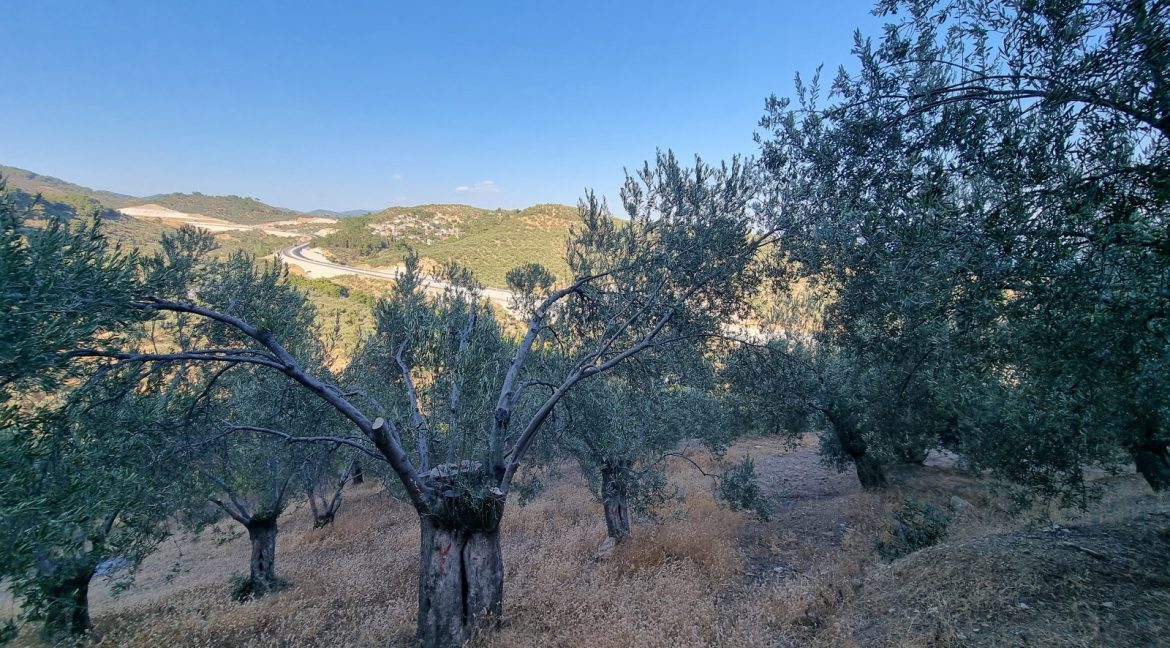 Yeilyurt Köyü'nde Satılık Köye Yakın Uygun Fiyatlı Zeytinlik (11)_1600x901