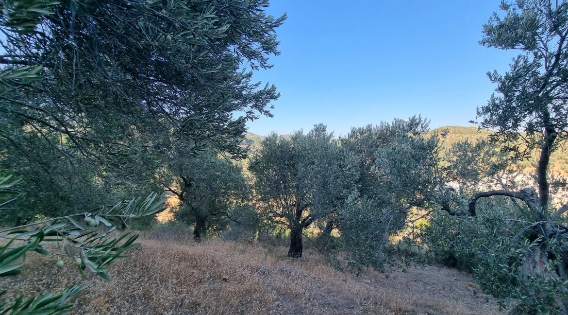 Yeilyurt Köyü'nde Satılık Köye Yakın Uygun Fiyatlı Zeytinlik (4)_1600x901