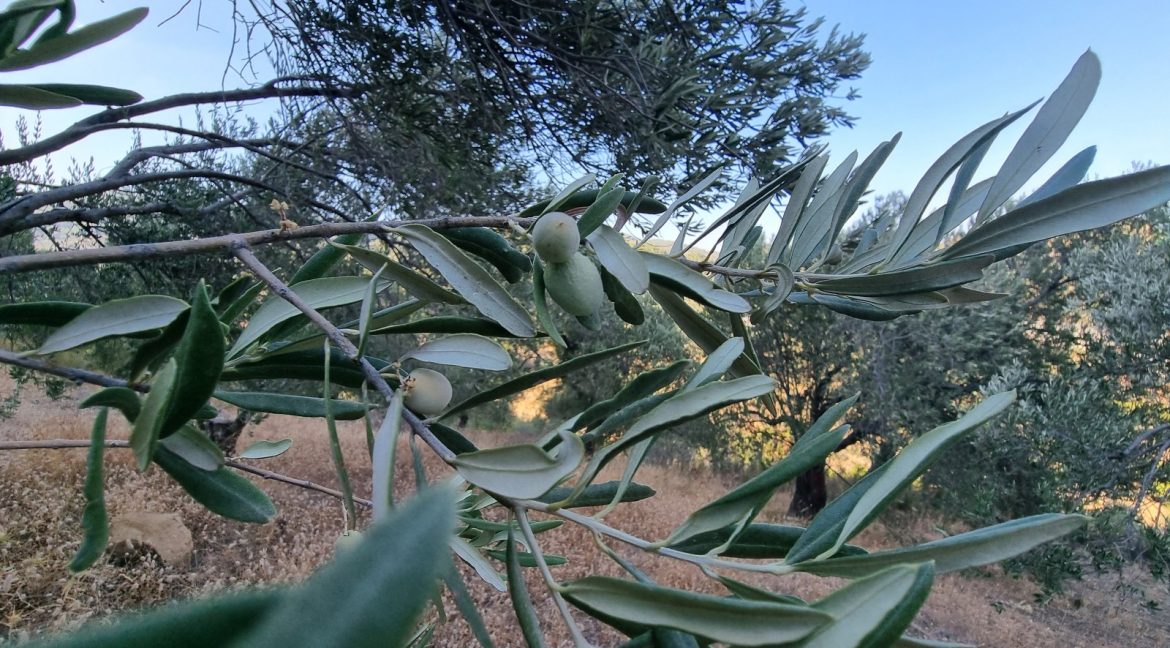 Yeilyurt Köyü'nde Satılık Köye Yakın Uygun Fiyatlı Zeytinlik (5)_1600x901