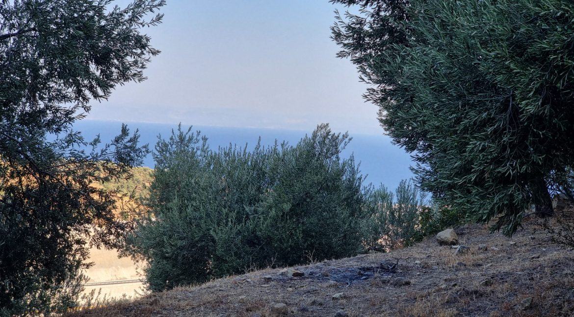 Yeilyurt Köyü'nde Satılık Köye Yakın Uygun Fiyatlı Zeytinlik (6)_1600x901
