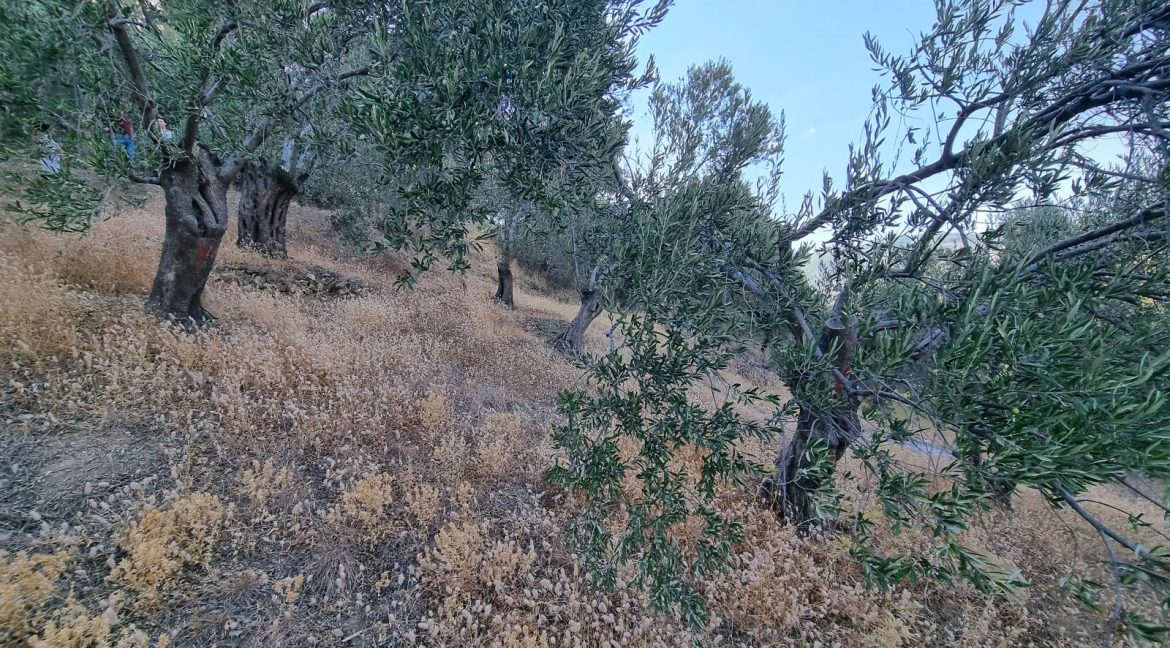 Yeilyurt Köyü'nde Satılık Köye Yakın Uygun Fiyatlı Zeytinlik (7)_1600x901