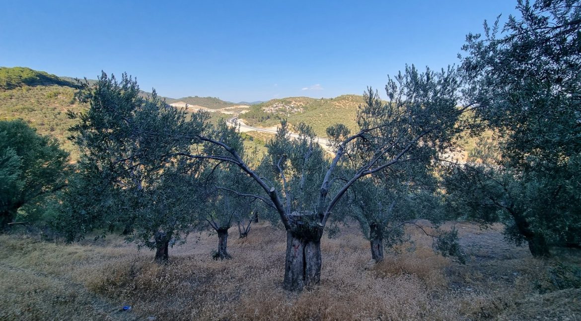 Yeilyurt Köyü'nde Satılık Köye Yakın Uygun Fiyatlı Zeytinlik (8)_1600x901
