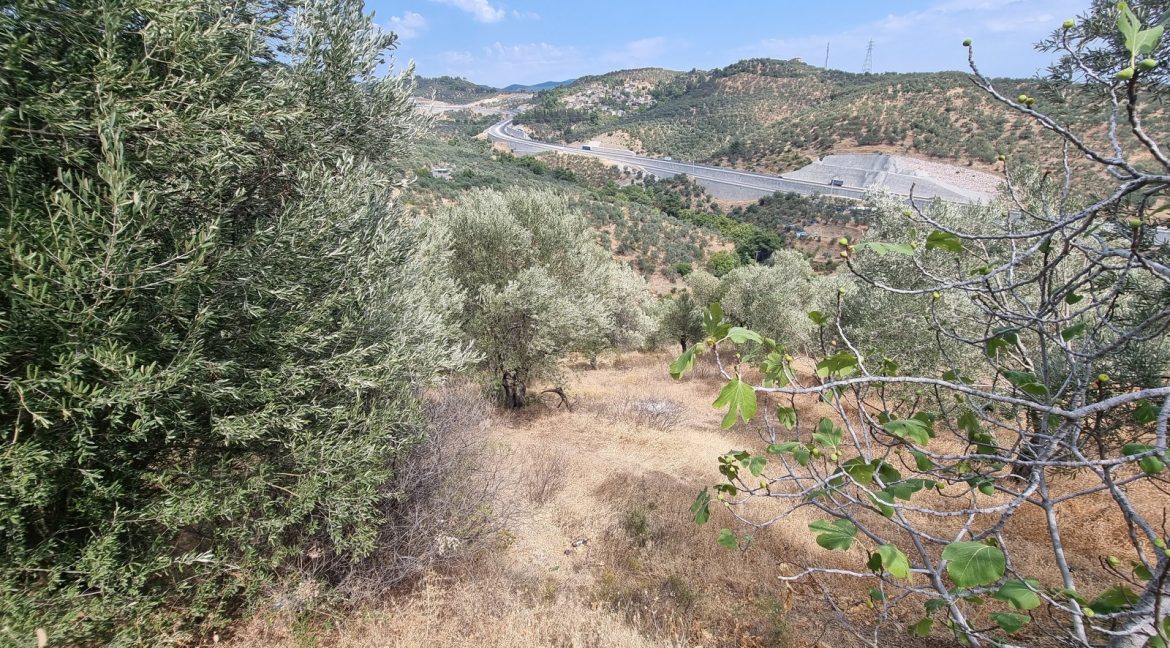 Yeilyurt Köyü'nde Satılık Köye Yakın Uygun Fiyatlı Zeytinlik (9)_1600x901