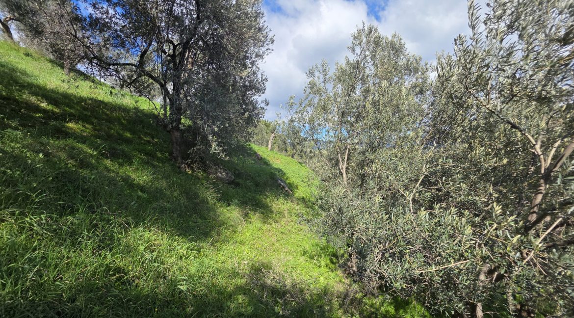 Küçükçetmi Kaplıca Bölgesi'nde Satılık Zeytinlik (15)