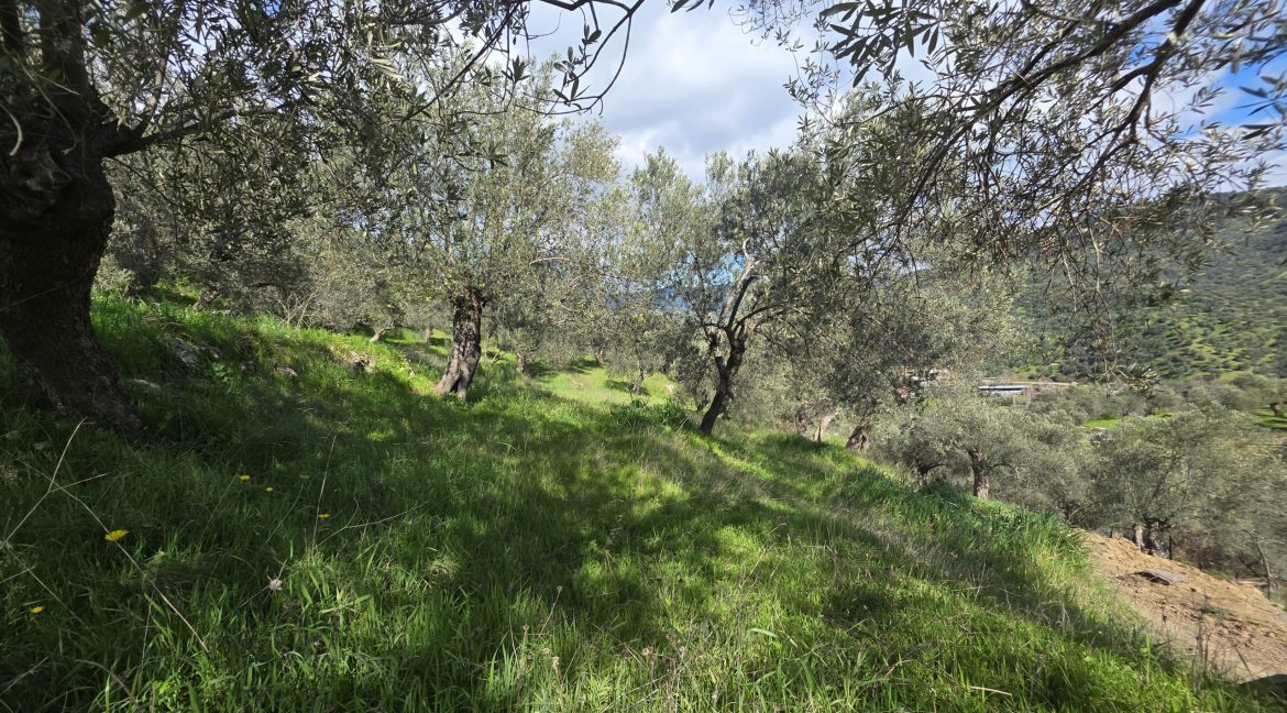 Küçükçetmi Kaplıca Bölgesi'nde Satılık Zeytinlik (17)