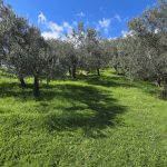 Küçükçetmi Kaplıca Bölgesi'nde Satılık Zeytinlik