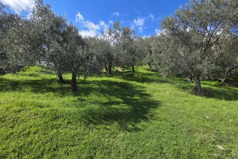 Küçükçetmi Kaplıca Bölgesi'nde Satılık Zeytinlik