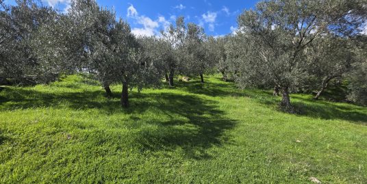 Küçükçetmi Kaplıca Bölgesi'nde Satılık Zeytinlik