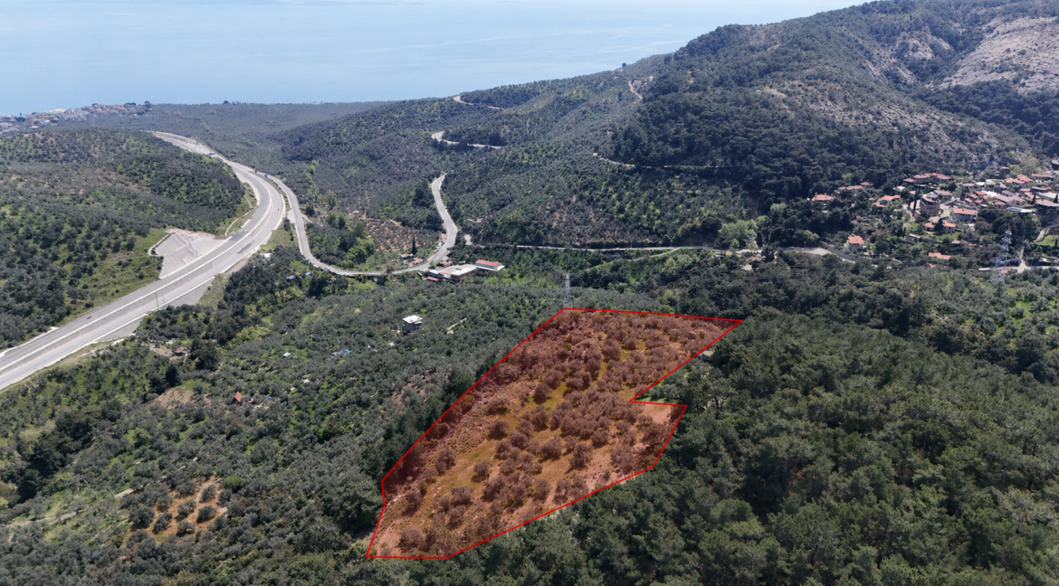 Yeşilyurt Köyü'nde Satılık Deniz Manzaralı Zeytinlik (1)