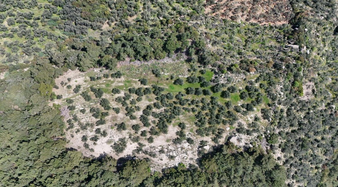 Yeşilyurt Köyü'nde Satılık Deniz Manzaralı Zeytinlik