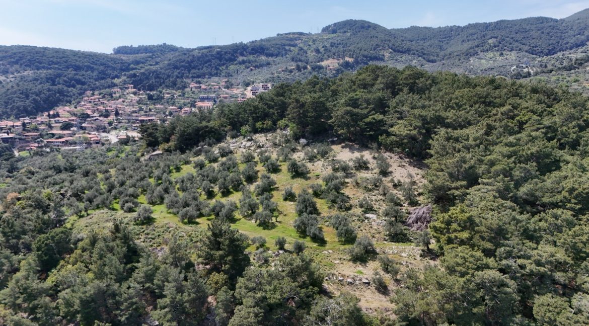 Yeşilyurt Köyü'nde Satılık Deniz Manzaralı Zeytinlik