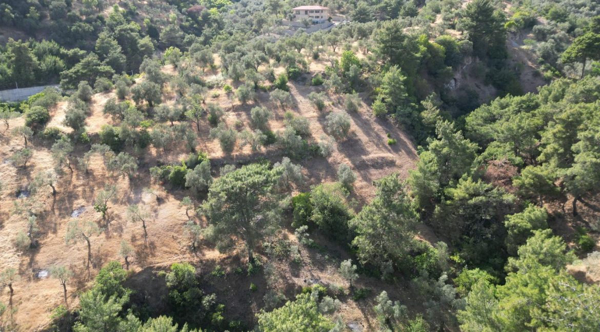 Yeşilyurt Köy Merkezine Yakın Satılık Zeytinlik (3)