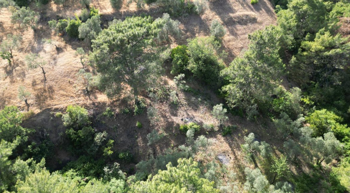 Yeşilyurt Köy Merkezine Yakın Satılık Zeytinlik (4)