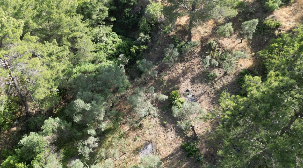 Yeşilyurt Köy Merkezine Yakın Satılık Zeytinlik (5)